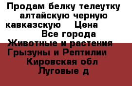 Продам белку телеутку алтайскую,черную кавказскую. › Цена ­ 5 000 - Все города Животные и растения » Грызуны и Рептилии   . Кировская обл.,Луговые д.